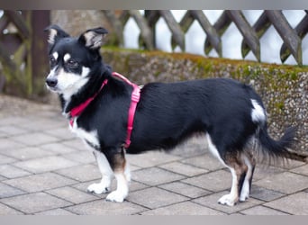 Jessymaus - putziger kleiner Spatz - Tierhilfe Franken e.V.