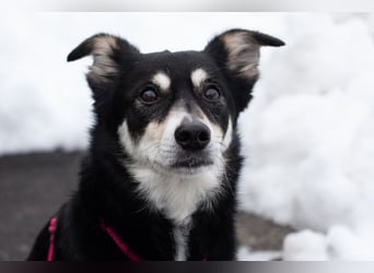 Jessymaus - putziger kleiner Spatz - Tierhilfe Franken e.V.