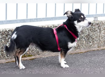 Jessymaus - putziger kleiner Spatz - Tierhilfe Franken e.V.