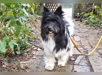 Zeda - pfiffige kleine Kuschelmaus - Tierhilfe Franken e.V.