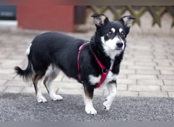 Jessymaus - putziger kleiner Spatz - Tierhilfe Franken e.V.