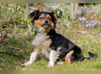 Lilli-Lou - schüchterne kleine Hündin - Tierhilfe Franken e.V.