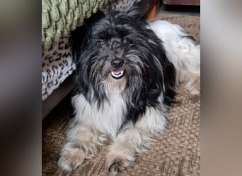 Zeda - pfiffige kleine Kuschelmaus - Tierhilfe Franken e.V.