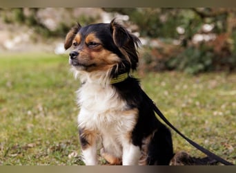 Lilli-Lou - schüchterne kleine Hündin - Tierhilfe Franken e.V.