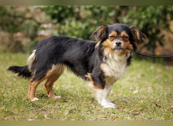 Lilli-Lou - schüchterne kleine Hündin - Tierhilfe Franken e.V.