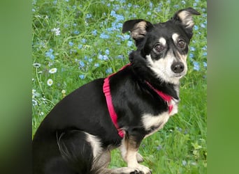 Jessymaus - putziger kleiner Spatz - Tierhilfe Franken e.V.