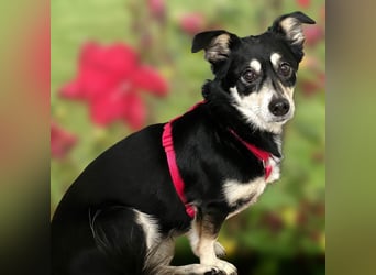 Jessymaus - putziger kleiner Spatz - Tierhilfe Franken e.V.