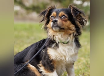 Lilli-Lou - schüchterne kleine Hündin - Tierhilfe Franken e.V.