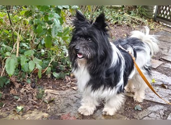 Zeda - pfiffige kleine Kuschelmaus - Tierhilfe Franken e.V.