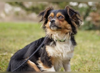 Lilli-Lou - schüchterne kleine Hündin - Tierhilfe Franken e.V.