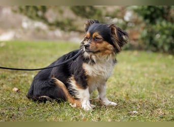 Lilli-Lou - schüchterne kleine Hündin - Tierhilfe Franken e.V.