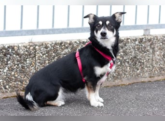 Jessymaus - putziger kleiner Spatz - Tierhilfe Franken e.V.