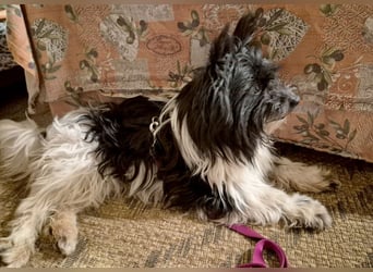 Zeda - pfiffige kleine Kuschelmaus - Tierhilfe Franken e.V.