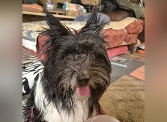 Zeda - pfiffige kleine Kuschelmaus - Tierhilfe Franken e.V.