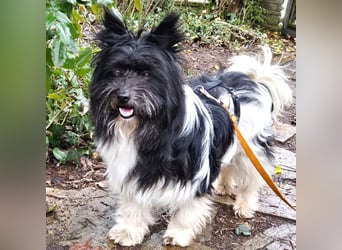 Zeda - pfiffige kleine Kuschelmaus - Tierhilfe Franken e.V.