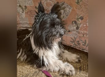 Zeda - pfiffige kleine Kuschelmaus - Tierhilfe Franken e.V.