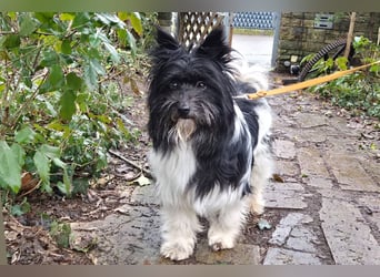 Zeda - pfiffige kleine Kuschelmaus - Tierhilfe Franken e.V.