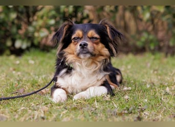 Lilli-Lou - schüchterne kleine Hündin - Tierhilfe Franken e.V.