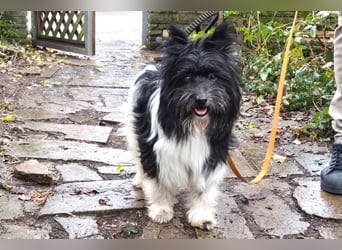 Zeda - pfiffige kleine Kuschelmaus - Tierhilfe Franken e.V.