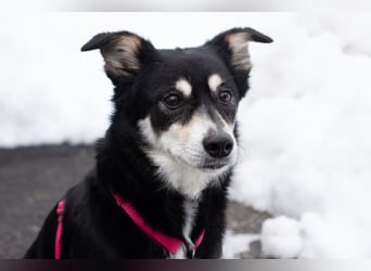 Jessymaus - putziger kleiner Spatz - Tierhilfe Franken e.V.