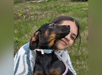 Liebe, aufgeweckte Junghündin Zoe, ca. 35-40 cm, gut verträglich, geb. Ende 2025