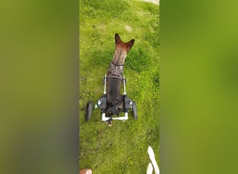 KARA ist fröhlich, aktiv und genießt ihre Freiheit