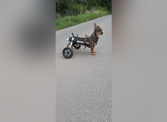 KARA ist fröhlich, aktiv und genießt ihre Freiheit