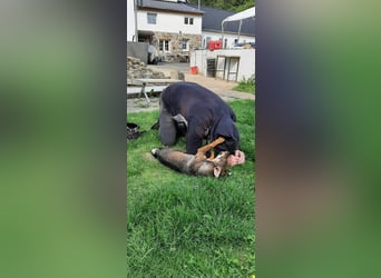 KARA ist fröhlich, aktiv und genießt ihre Freiheit