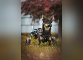 KARA ist fröhlich, aktiv und genießt ihre Freiheit