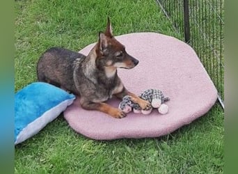 KARA ist fröhlich, aktiv und genießt ihre Freiheit