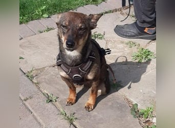 KARA ist fröhlich, aktiv und genießt ihre Freiheit