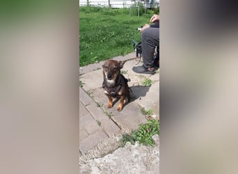 KARA ist fröhlich, aktiv und genießt ihre Freiheit