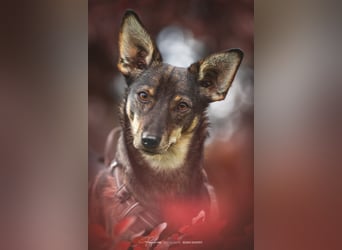 KARA ist fröhlich, aktiv und genießt ihre Freiheit