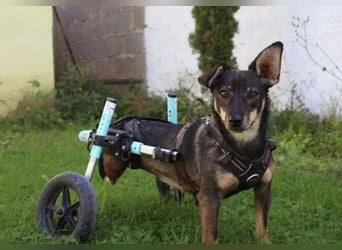 KARA ist fröhlich, aktiv und genießt ihre Freiheit