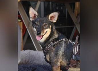 KARA ist fröhlich, aktiv und genießt ihre Freiheit