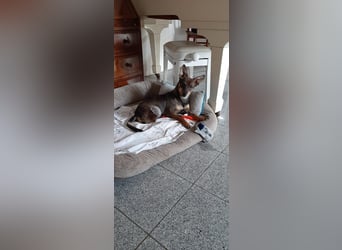 KARA ist fröhlich, aktiv und genießt ihre Freiheit