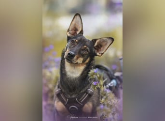 KARA ist fröhlich, aktiv und genießt ihre Freiheit