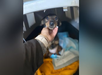 KARA ist fröhlich, aktiv und genießt ihre Freiheit