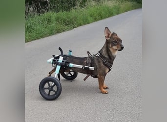 KARA ist fröhlich, aktiv und genießt ihre Freiheit