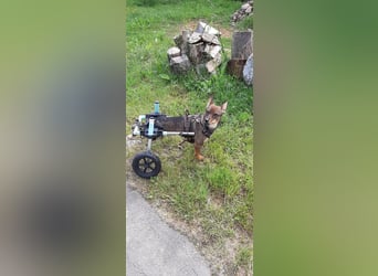 KARA ist fröhlich, aktiv und genießt ihre Freiheit