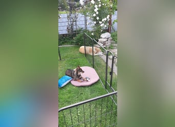 KARA ist fröhlich, aktiv und genießt ihre Freiheit