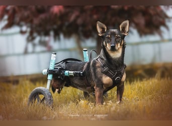 KARA ist fröhlich, aktiv und genießt ihre Freiheit