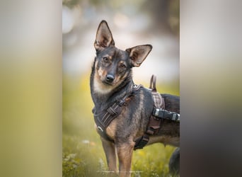 KARA ist fröhlich, aktiv und genießt ihre Freiheit