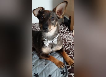fröhliche KARA