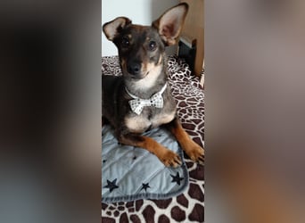 KARA ist fröhlich, aktiv und genießt ihre Freiheit