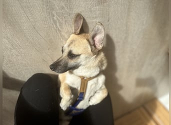 ELLO sucht ein Zuhause