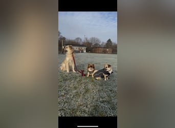 ELLO sucht ein Zuhause