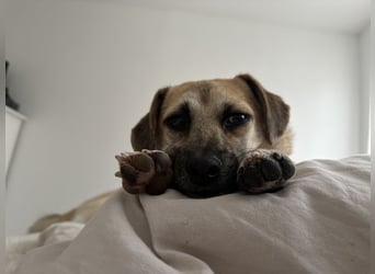 ELLO sucht ein Zuhause