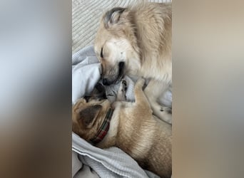 ELLO sucht ein Zuhause