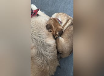 ELLO sucht ein Zuhause